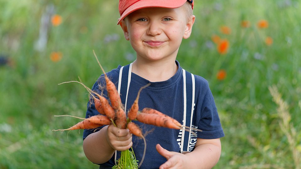 Kleiner Junge mit Sommerhut hält einen Bund Möhren in der Hand.