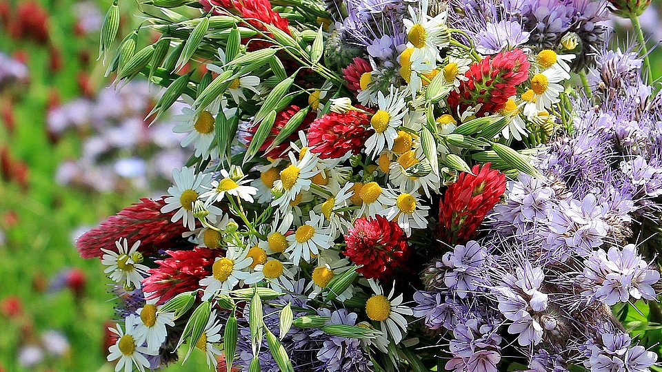 Wildblumenstrauß mit rotem Mohn, Kornblumen, Kamilleblüten und grünem Hafer.