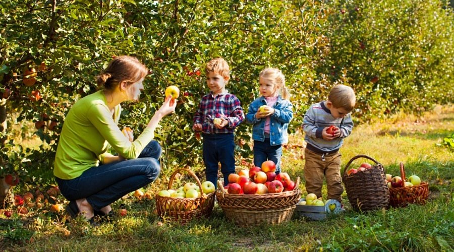 Lehrerin zeigt Schülern Äpfel auf einer Obstwiese