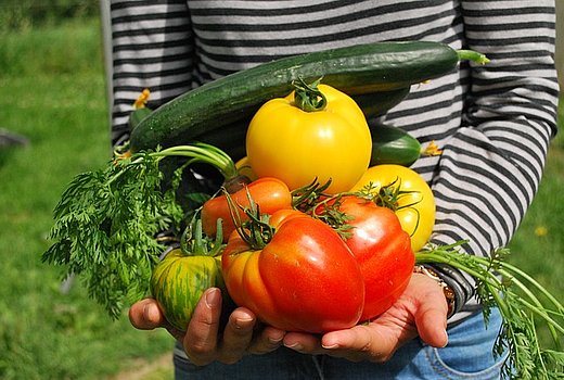 Kind hält frisch geerntetes Gemüse in der Hand 