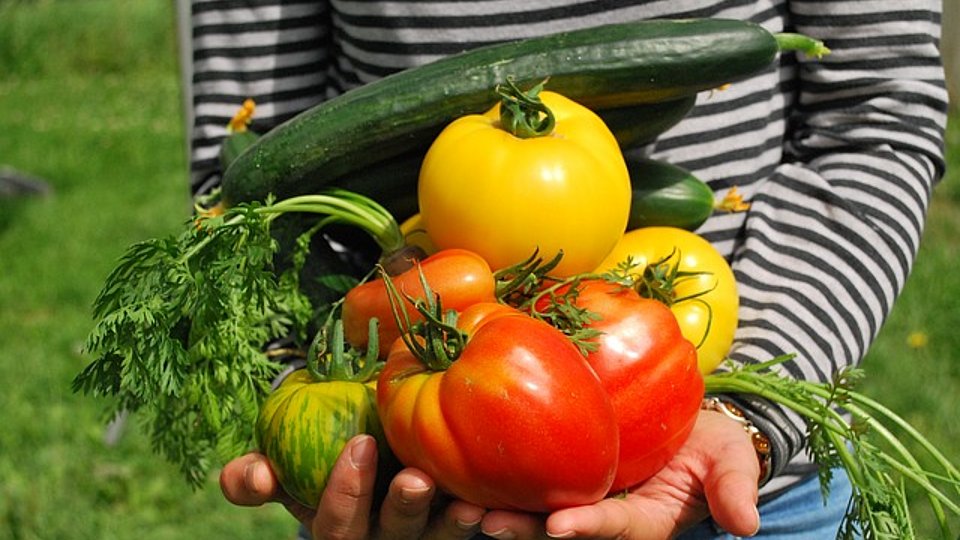 Kind hält frisch geerntetes Gemüse in der Hand 