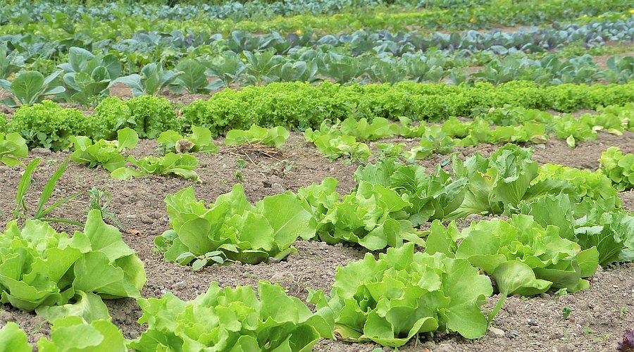 Blick auf einen Salat- und Gemüseacker