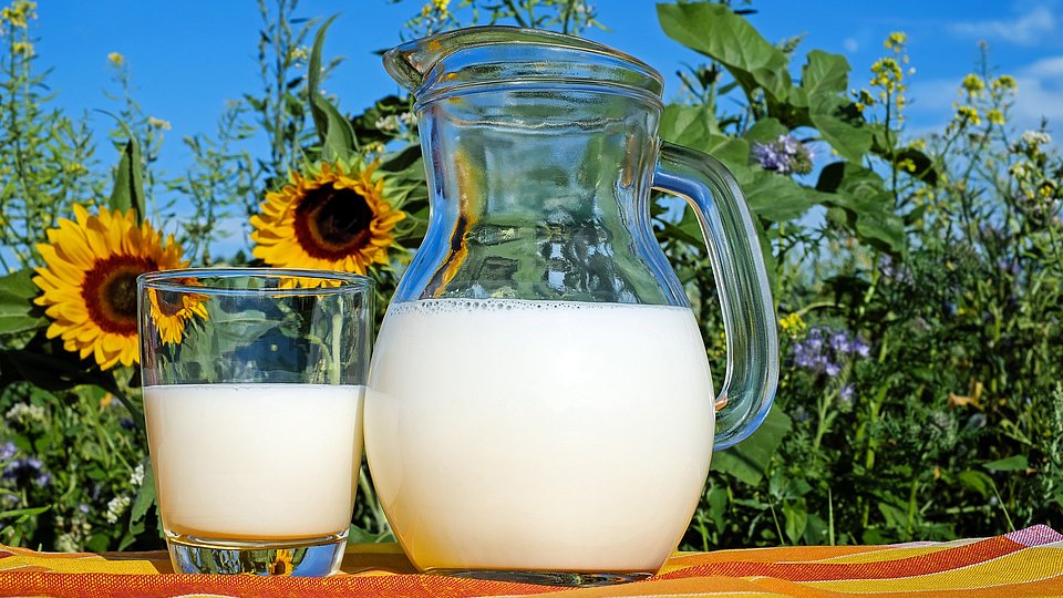 Vor einem Feld aus blühenden Sonnenblumen steht eine Glaskaraffe Milch und ein Glas Milch auf einem Tisch. 