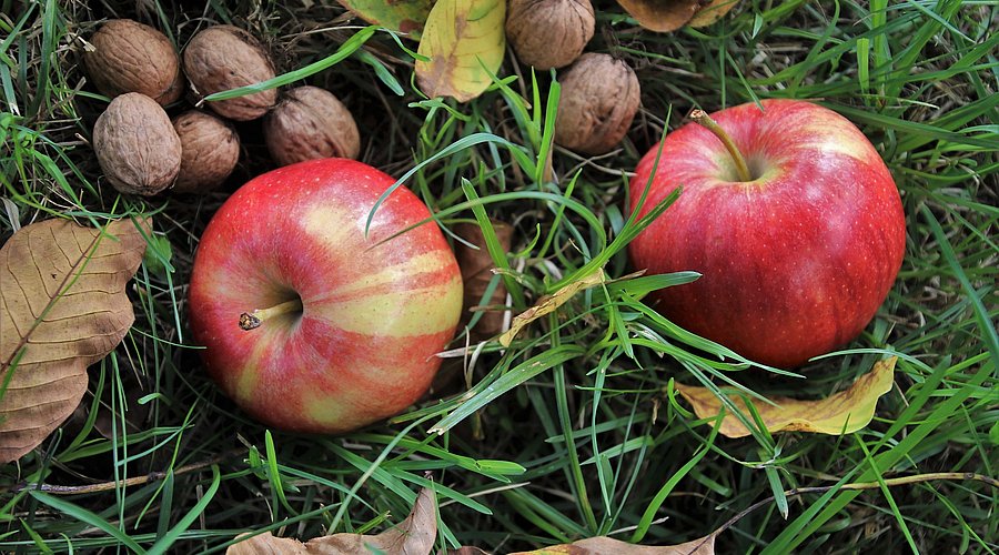 Auf einer herbstlichen Wiese liegen Laub, Äpfel und Walnüsse.