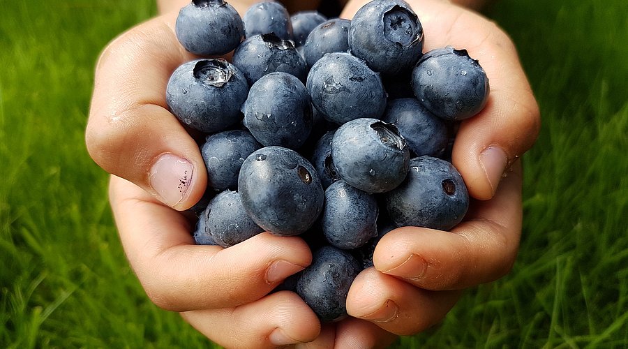 Kinderhände halten Blaubeeren. 