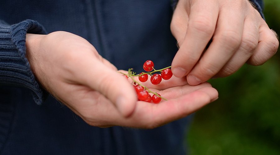 Ein Mensch hält Johannisbeeren in der Hand. 