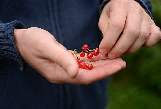 Ein Mensch hält Johannisbeeren in der Hand. 